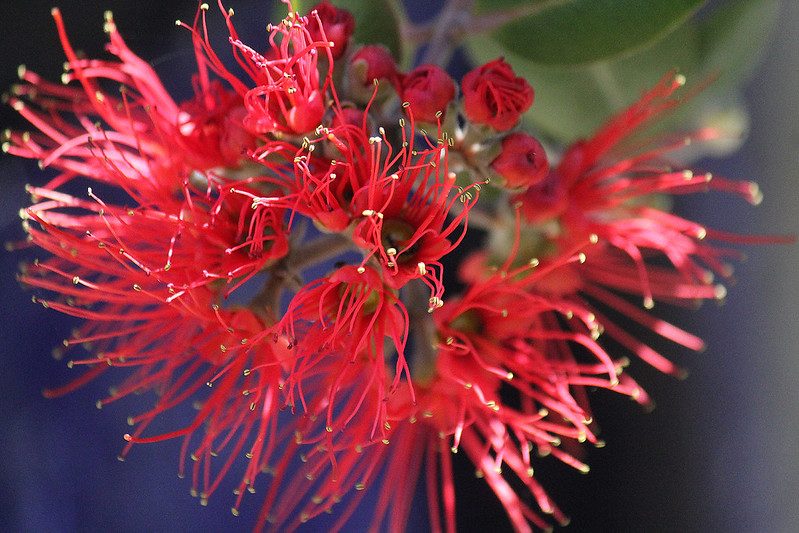 The crimson flower of the pohutukawa tree (Metrosideros excelsa), native to New Zealand.